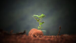 Planting a seedling of new positive ideas